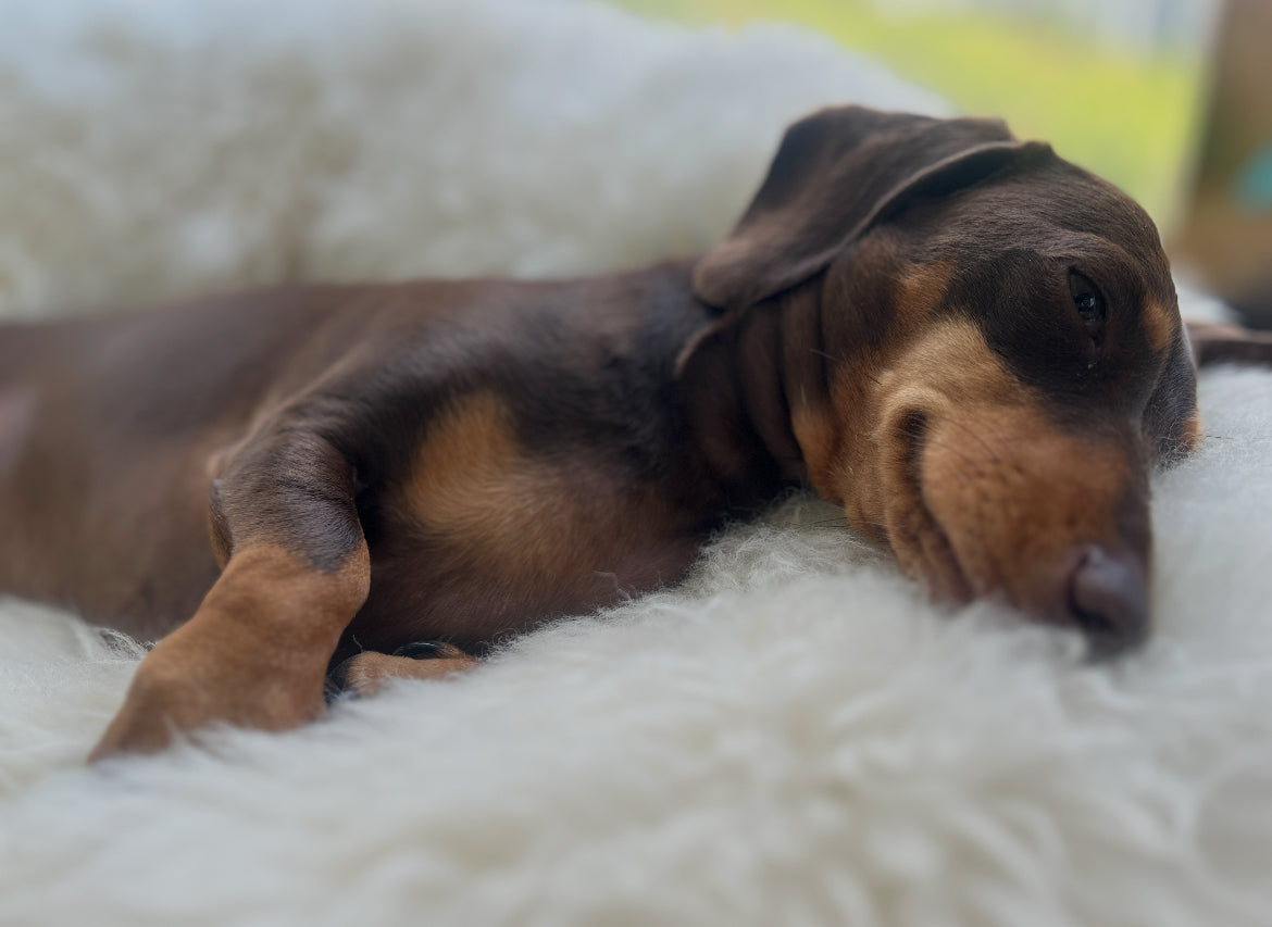 Australian Merino Sheepskin Bean Bag Ivory