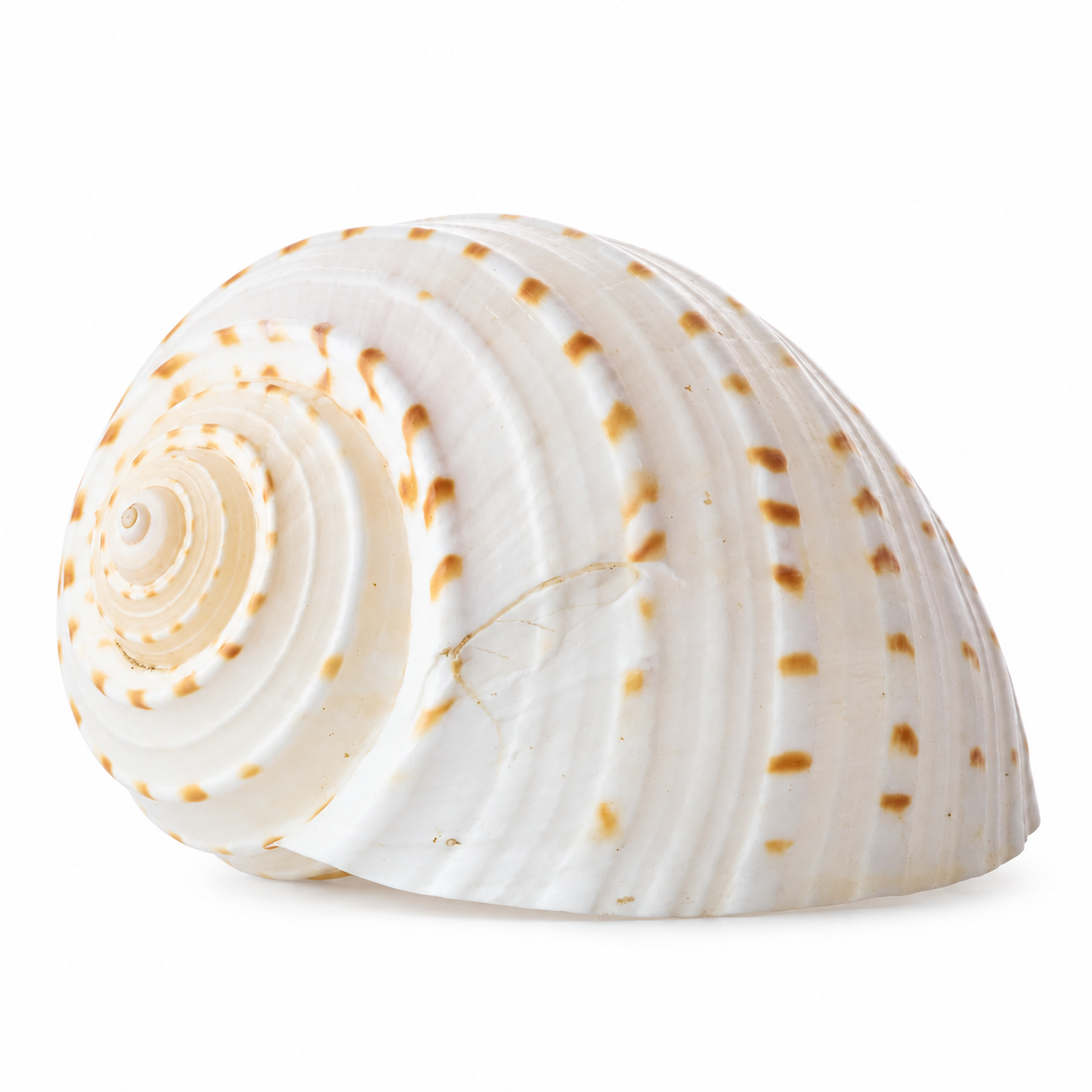Natural White Tun Shell