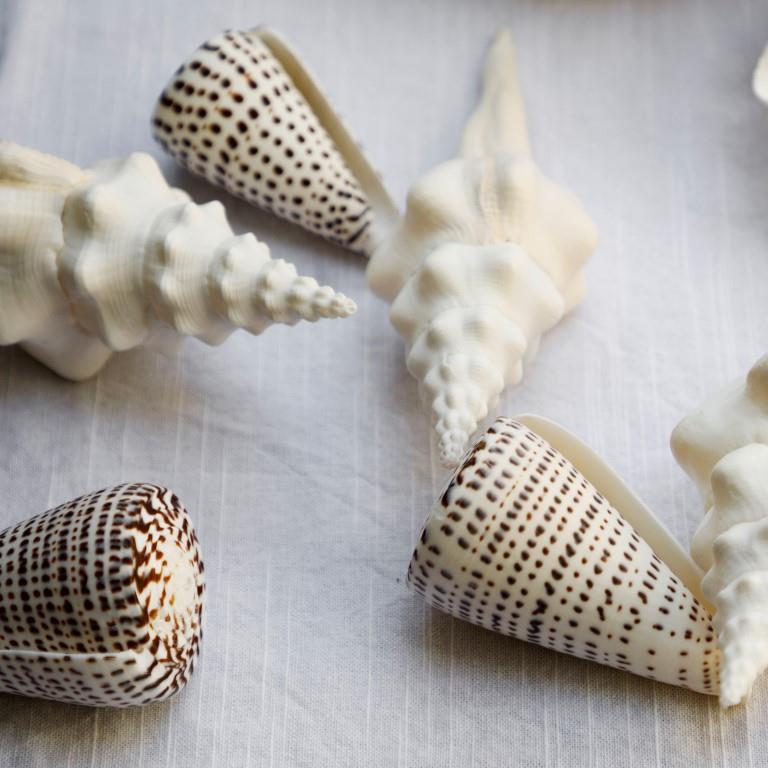 Large Polished Shells **HIRE ONLY***