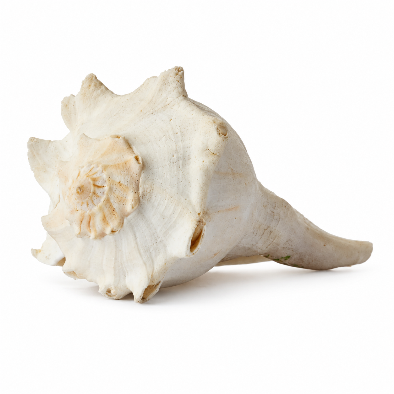 Lightning Whelk Shell Large
