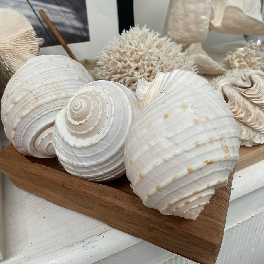 Natural White Tun Shell - Set 3