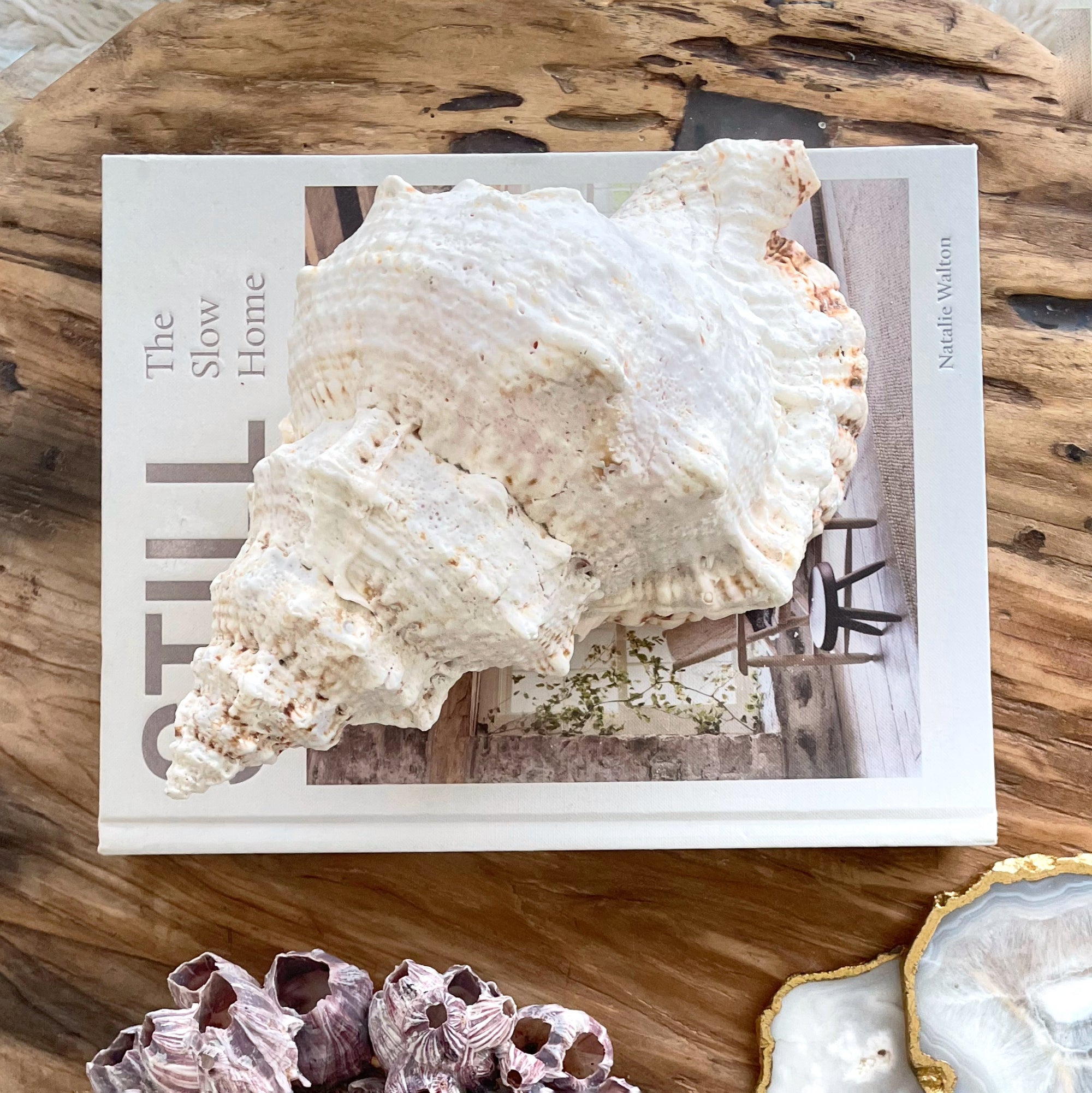 Real Extra Large Frog Shell Bursa Bobo