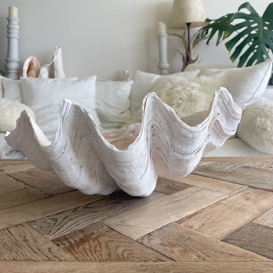 Giant Clam Shells for Sale Australia Buy Real Largest Coral - Sourceress