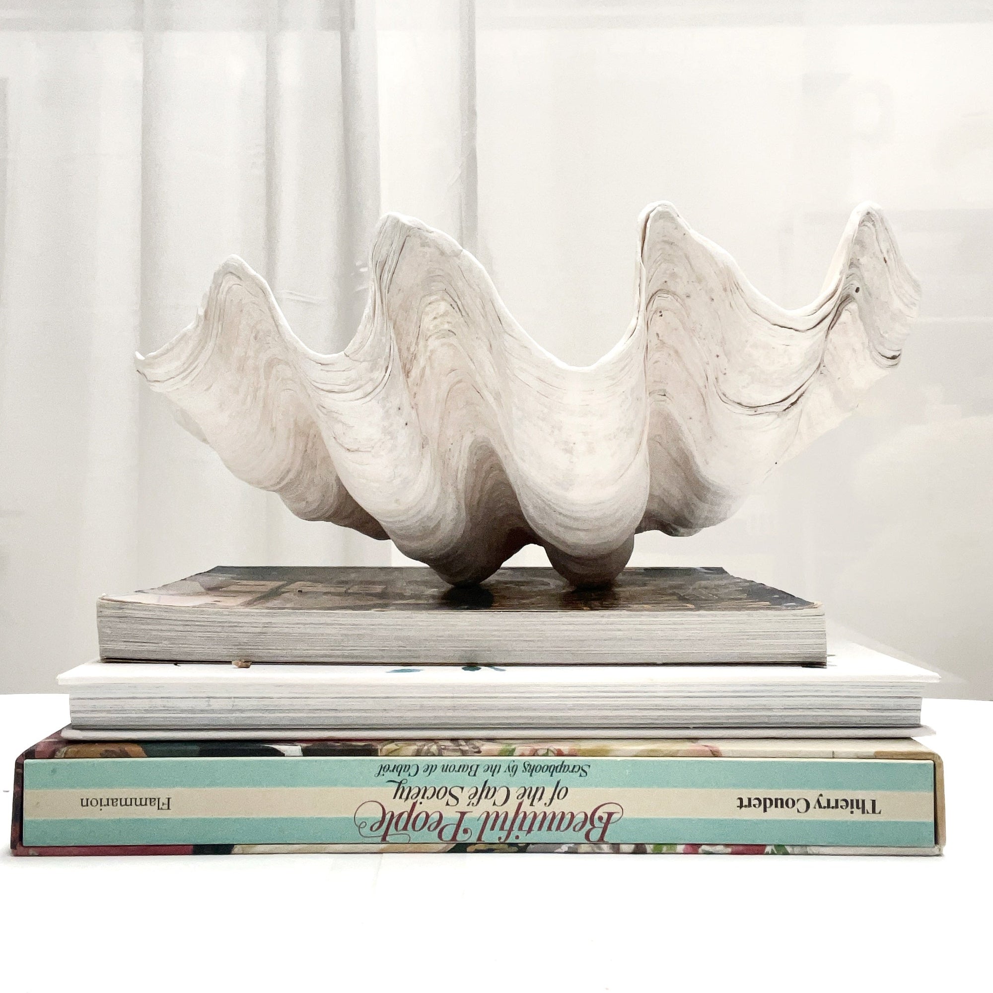 Real Giant Clamshell 39cm