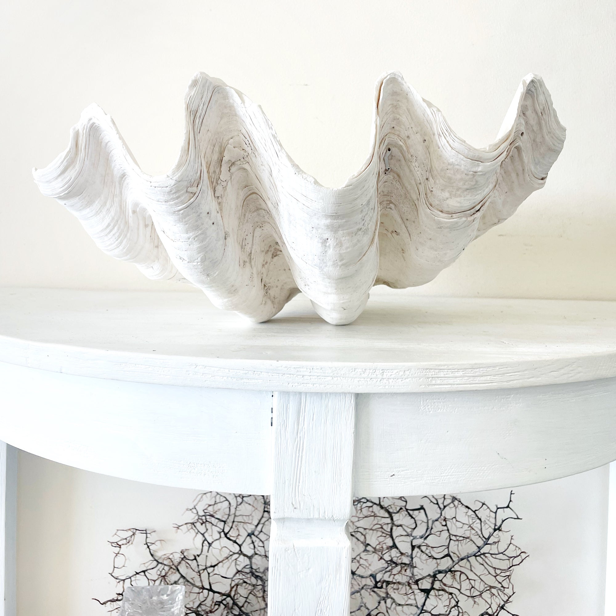 Real Giant Clamshell 39cm