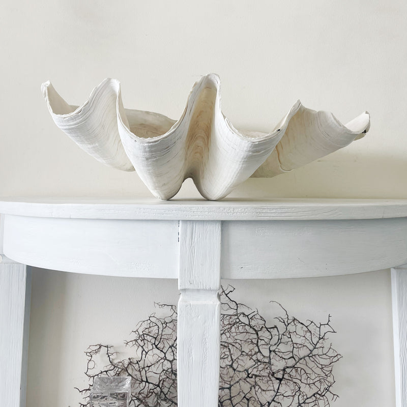 Giant Clam Shells for Sale Australia Buy Real Largest Coral - Sourceress
