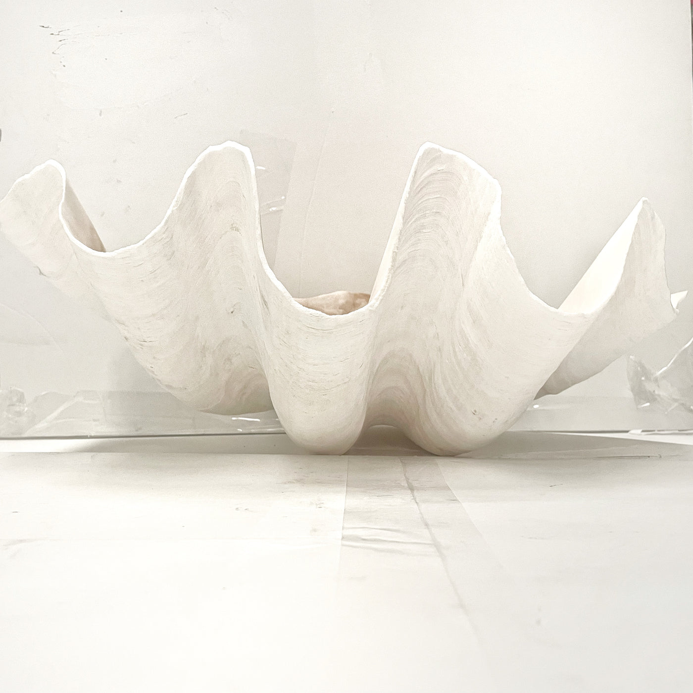 Real Giant Clamshell 43 CM