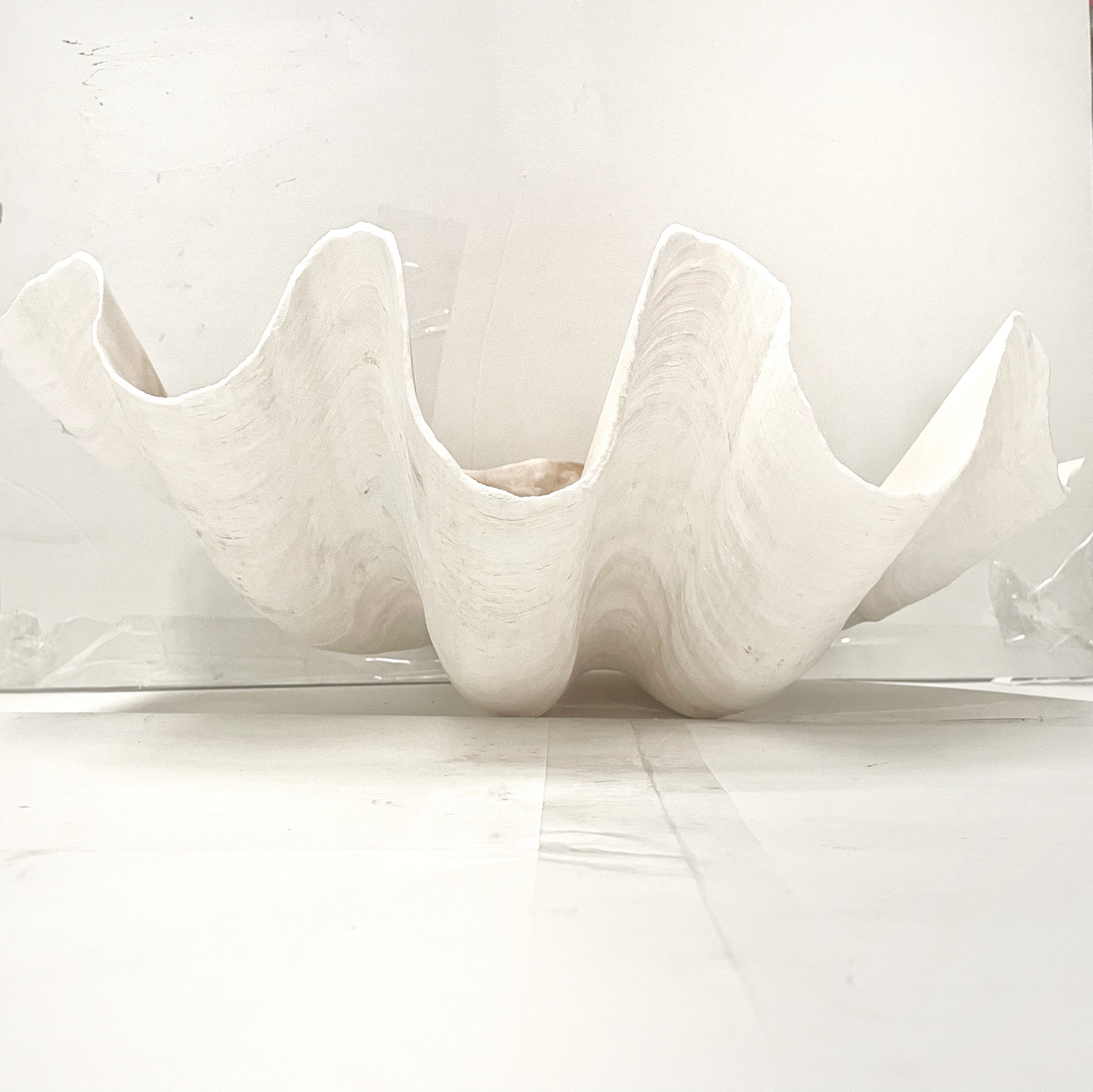 Real Giant Clamshell Approx 43CM