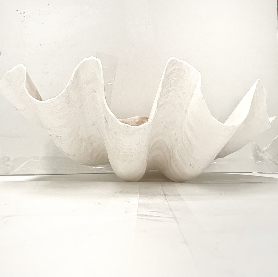 Real Giant Clamshell Approx 43CM