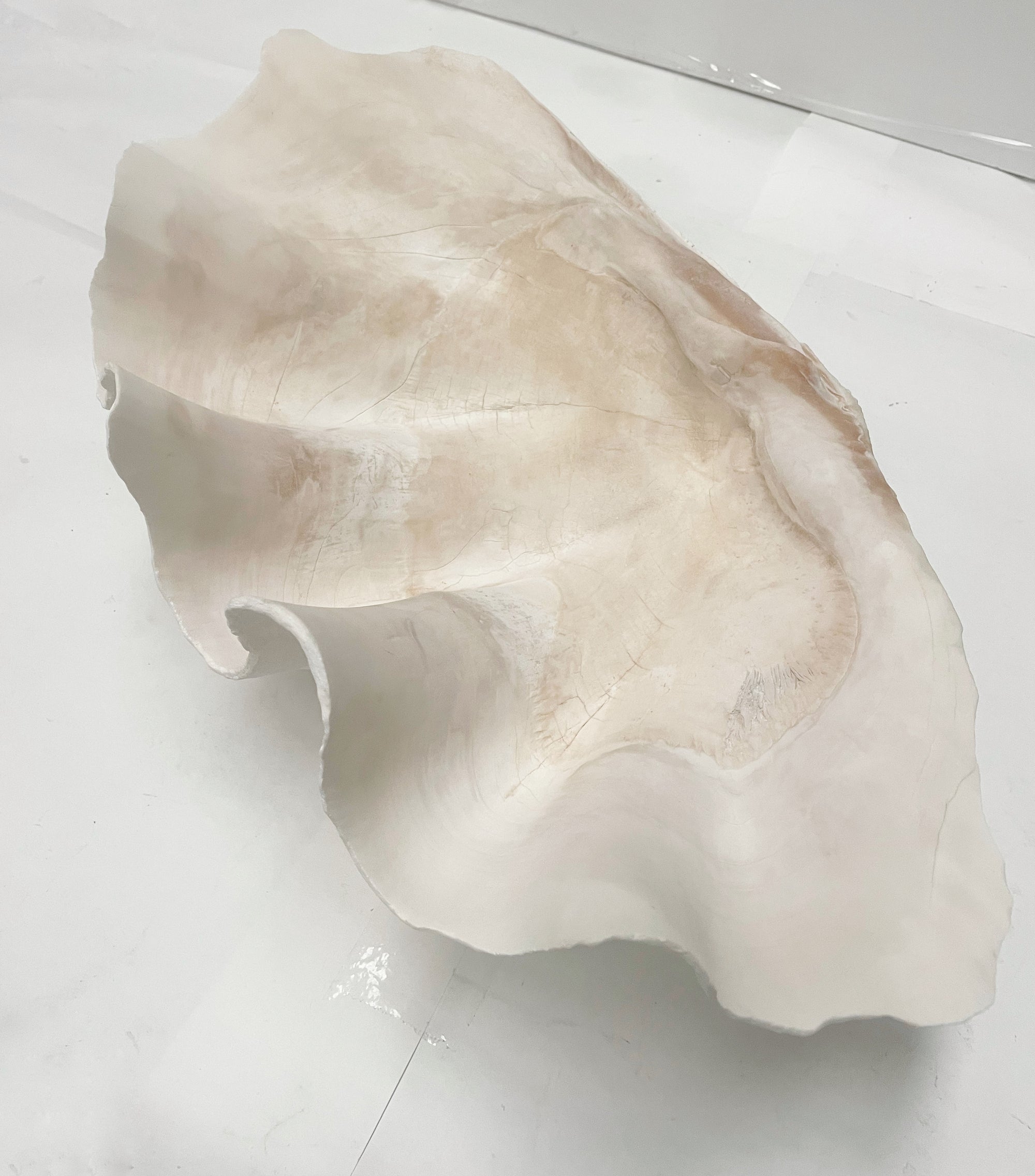 Real Giant Clamshell Approx 43CM