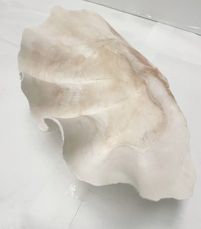Real Giant Clamshell Approx 43CM
