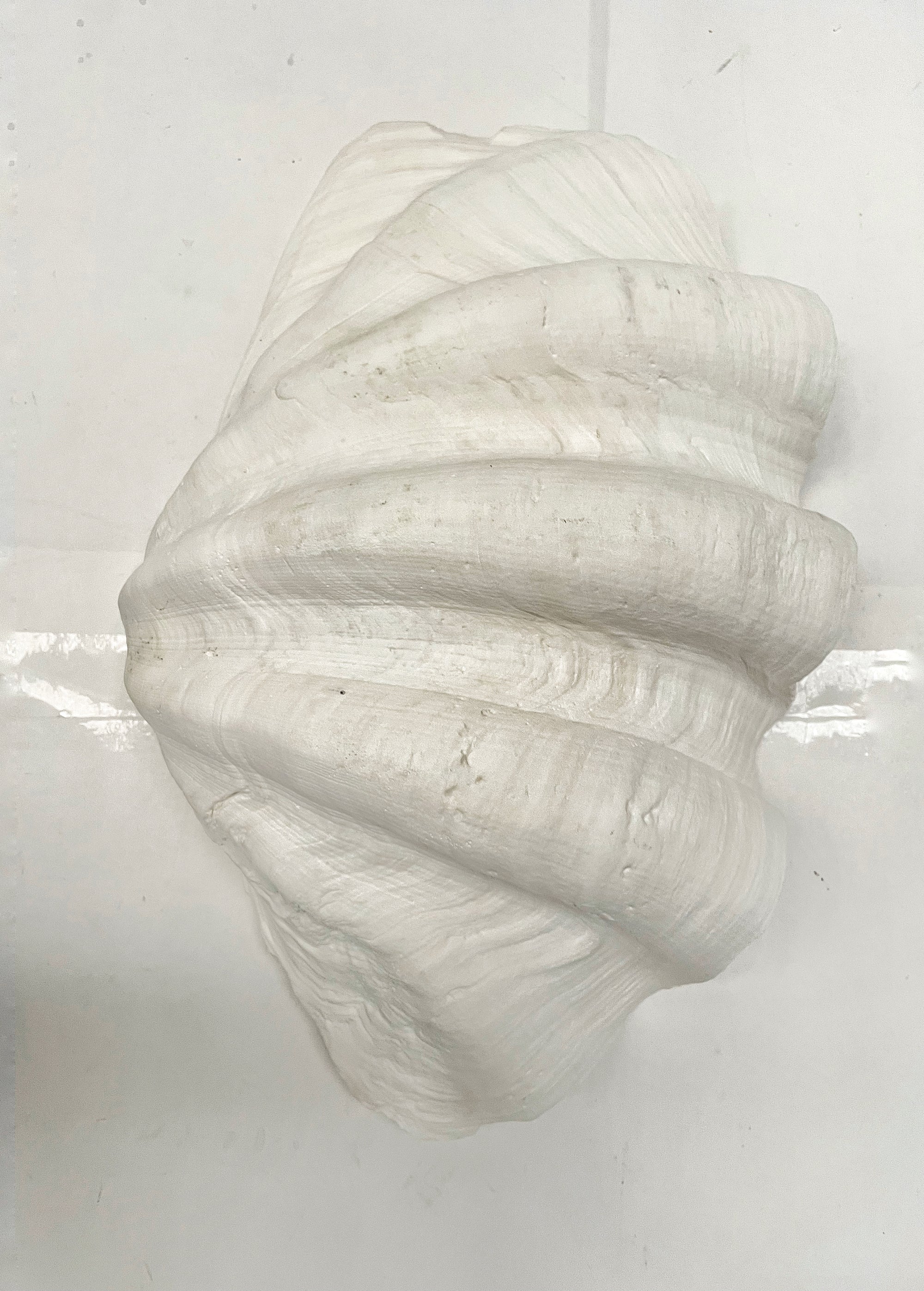 Real Giant Clamshell Approx 43CM