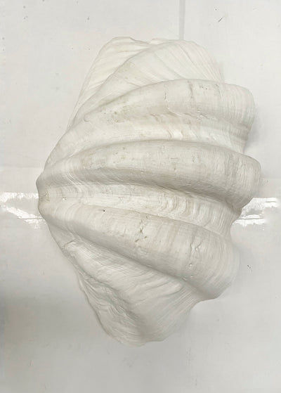 Real Giant Clamshell Approx 43CM