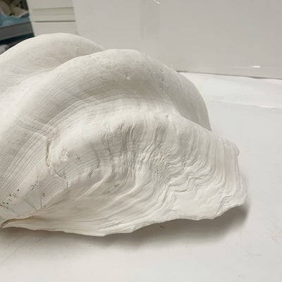 Real Giant Clamshell Approx 43CM