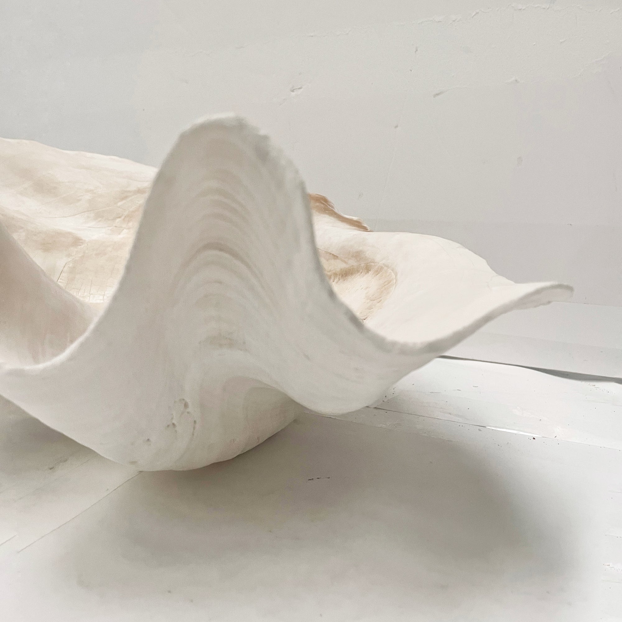 Real Giant Clamshell Approx 43CM