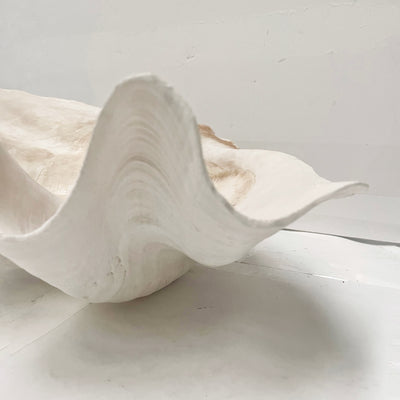 Real Giant Clamshell Approx 43CM