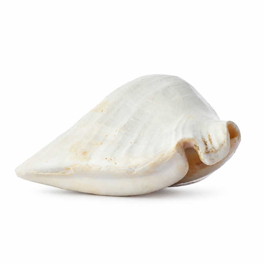 Real Pacific Conch Shell White Polished