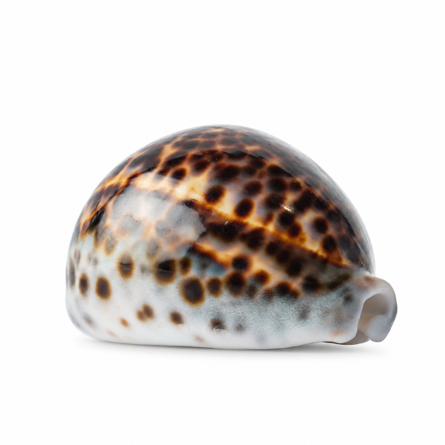 Real Polished Tiger Cowrie Shell Set 3