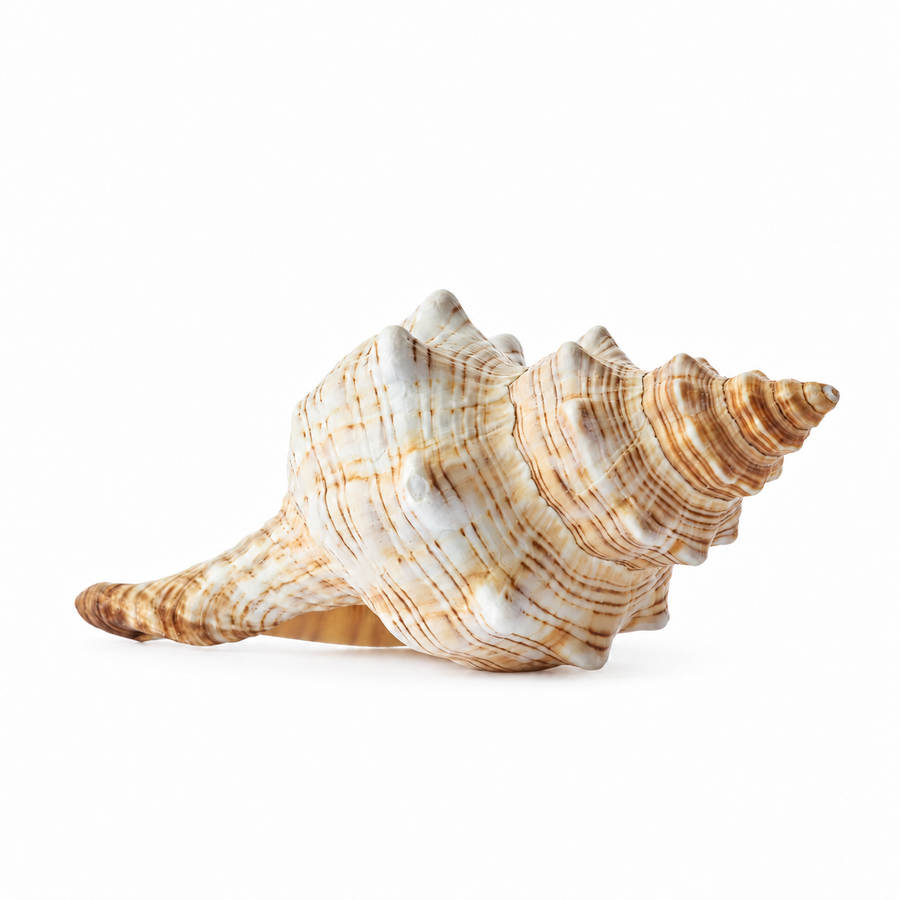 Real Striped Fox Shell - Large - Set 3
