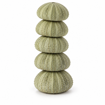 Natural Green Sea Urchin Shells Set 6