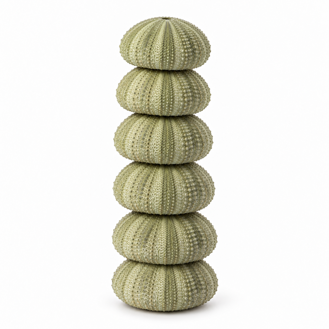Natural Green Sea Urchin Shells Set 6