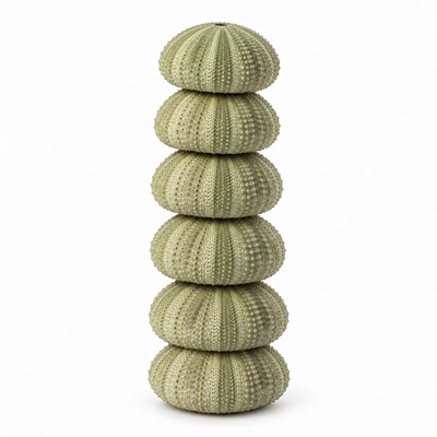 Natural Green Sea Urchin Shells Set 6