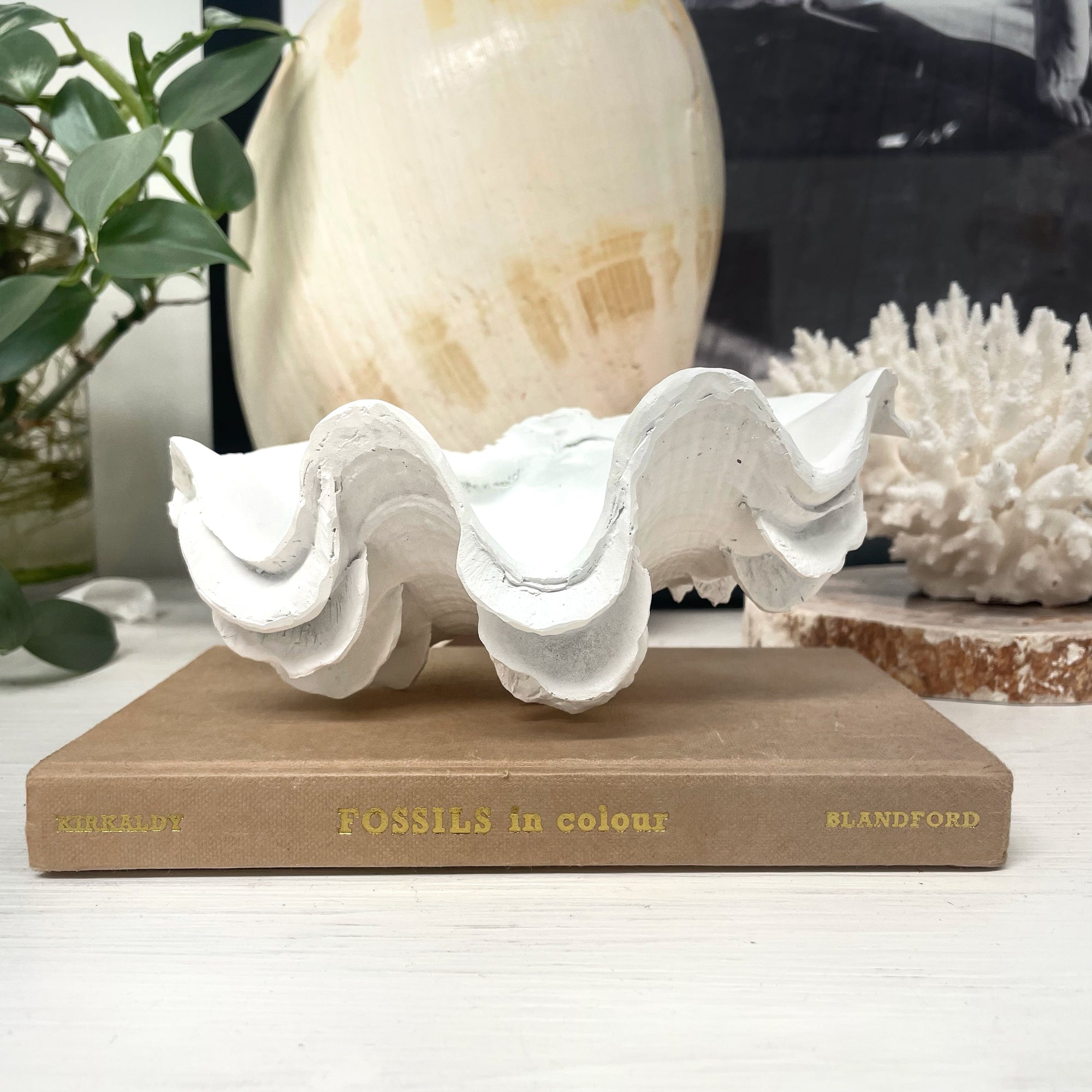Small Fluted Ruffle Resin Clam 18cm