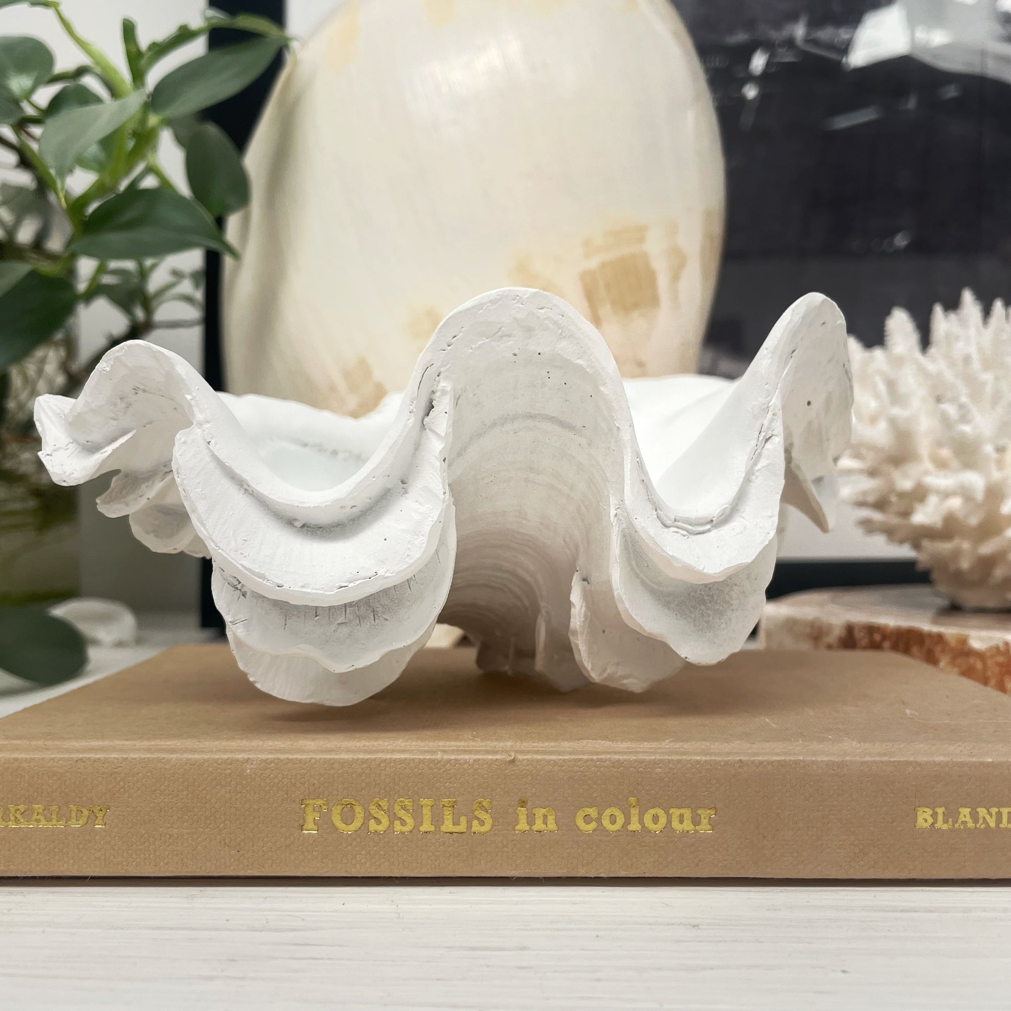 Small Fluted Ruffle Resin Clam 18cm