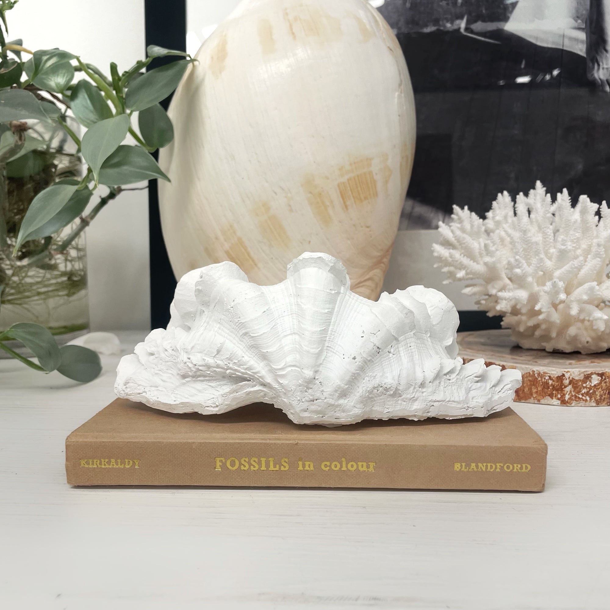 Small Fluted Ruffle Resin Clam 18cm