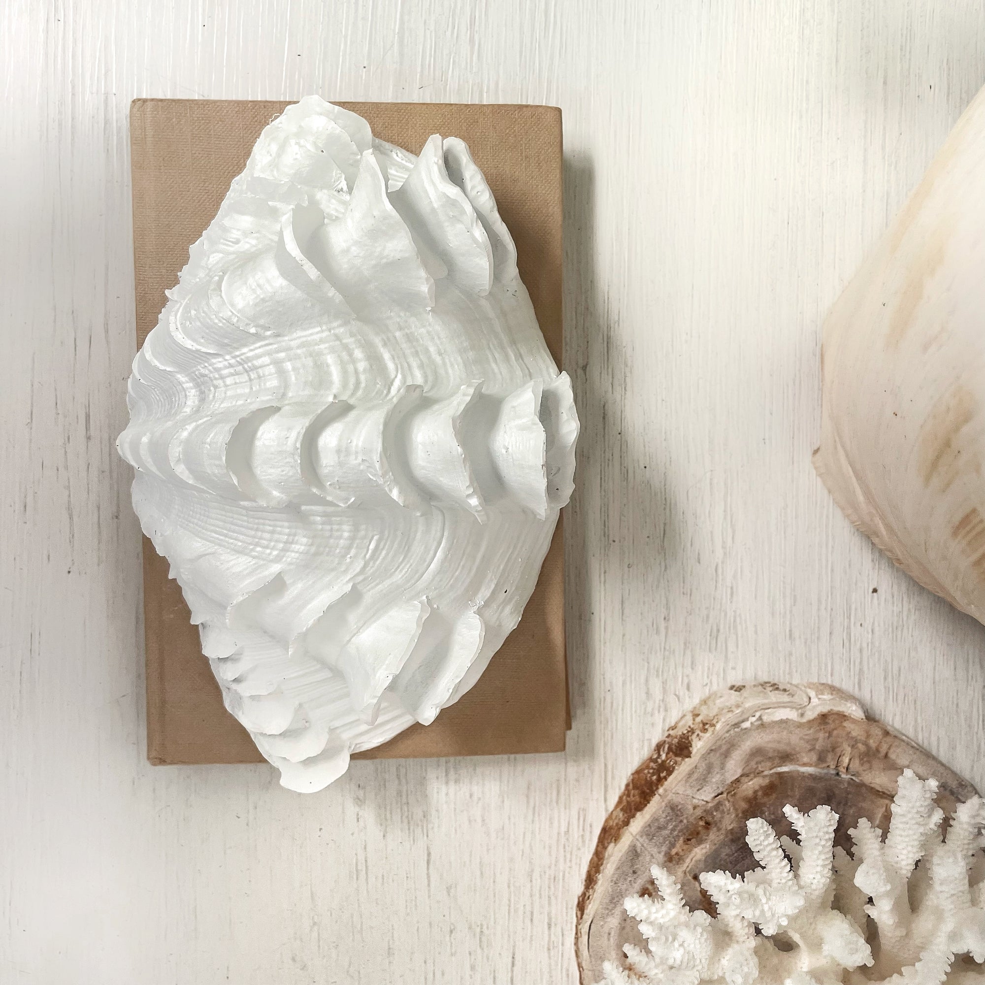 Small Fluted Ruffle Resin Clam 18cm