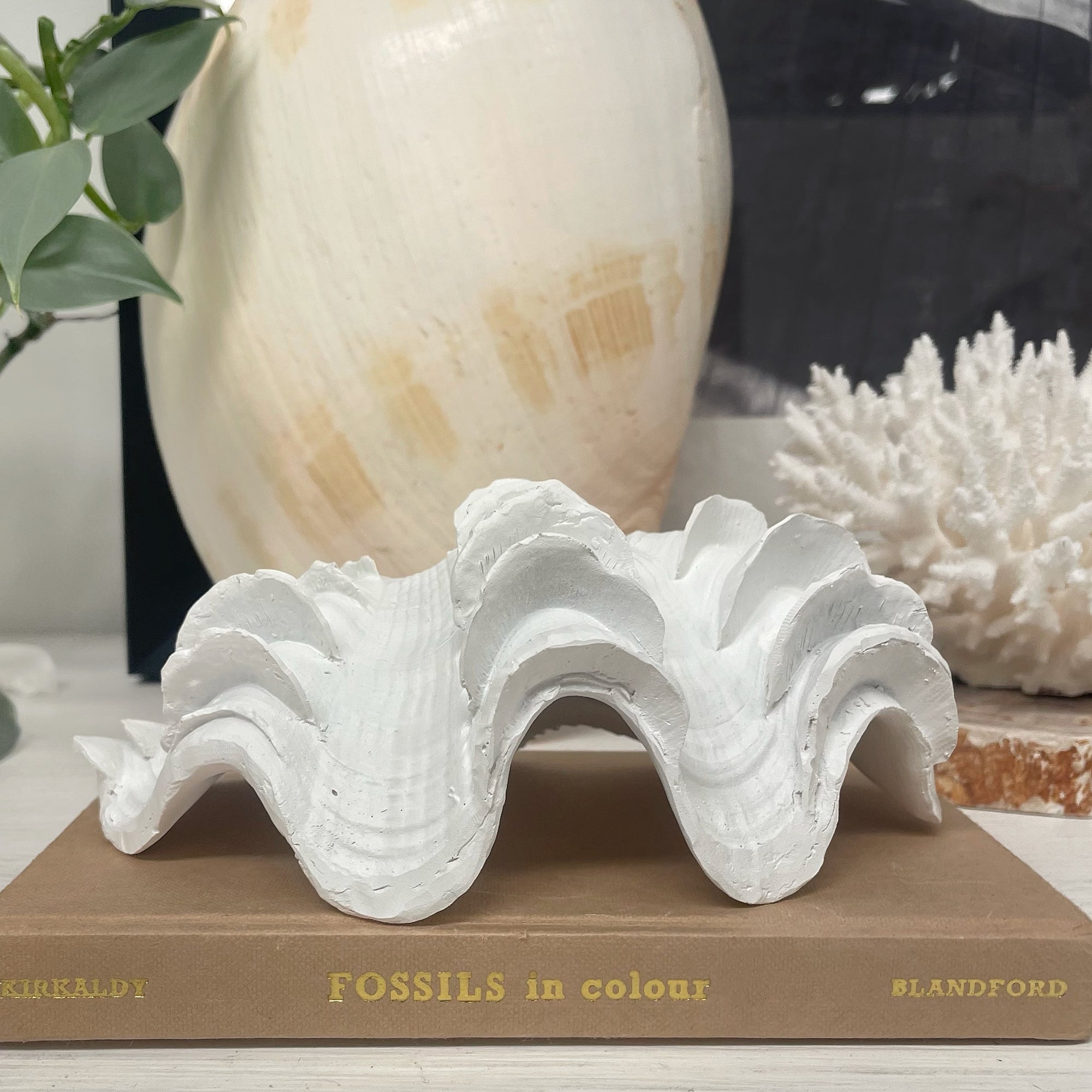 Small Fluted Ruffle Resin Clam 18cm