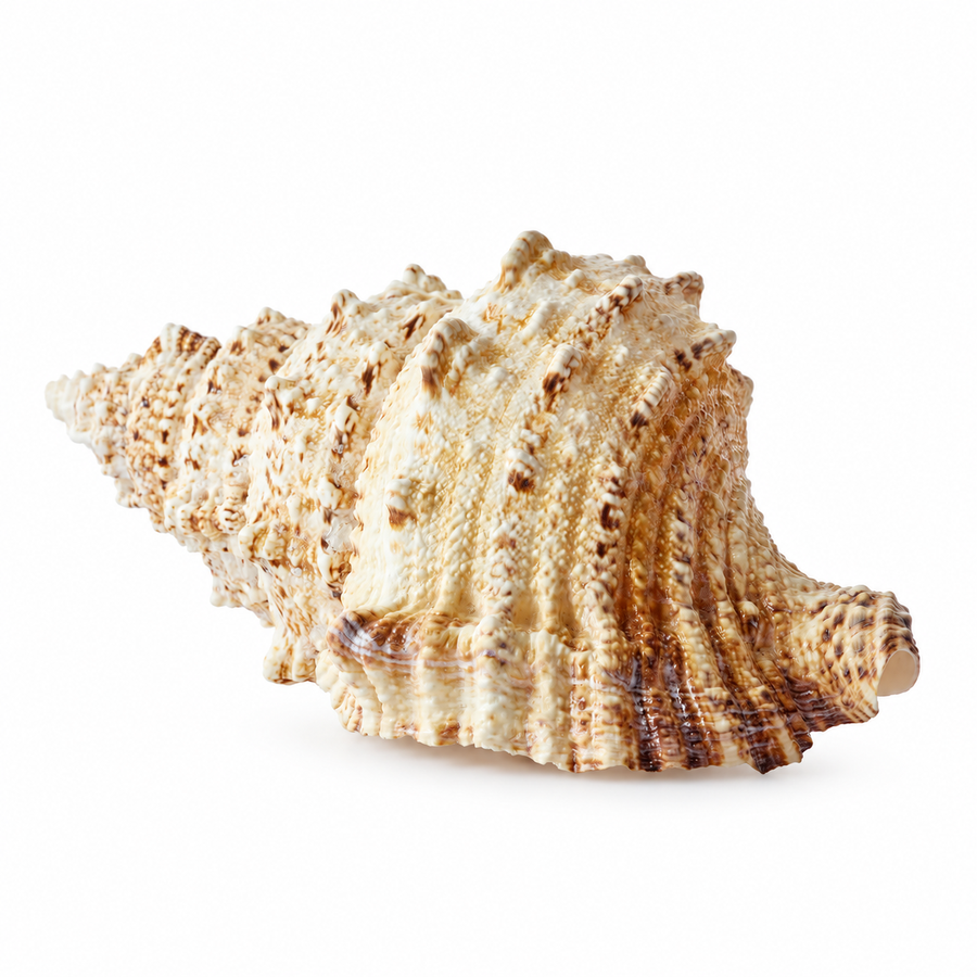 Real Extra Large Frog Shell