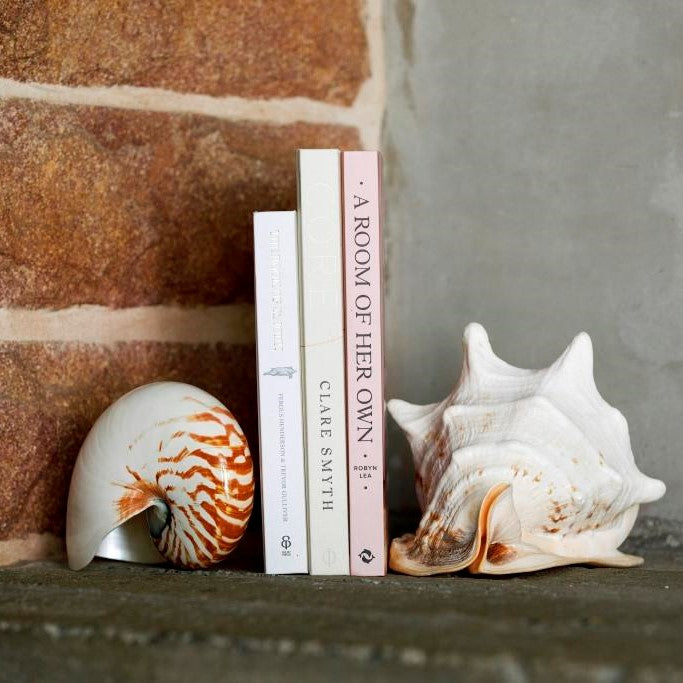 Large Polished Shells **HIRE ONLY***