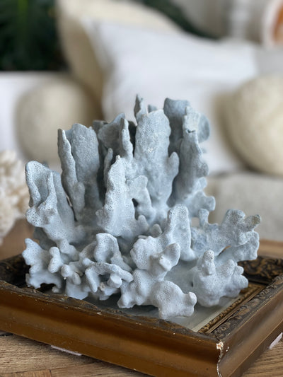 Blue Rigde Coral Specimen L