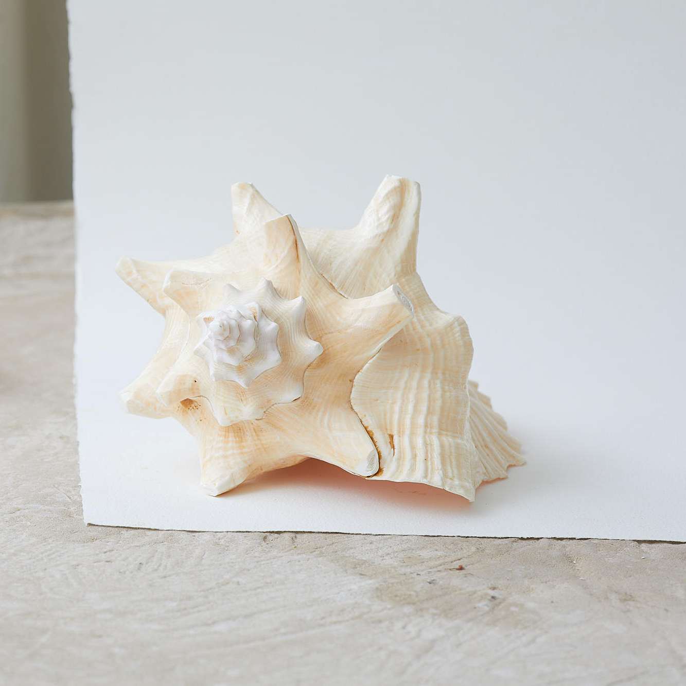 Large Polished Shells **HIRE ONLY***