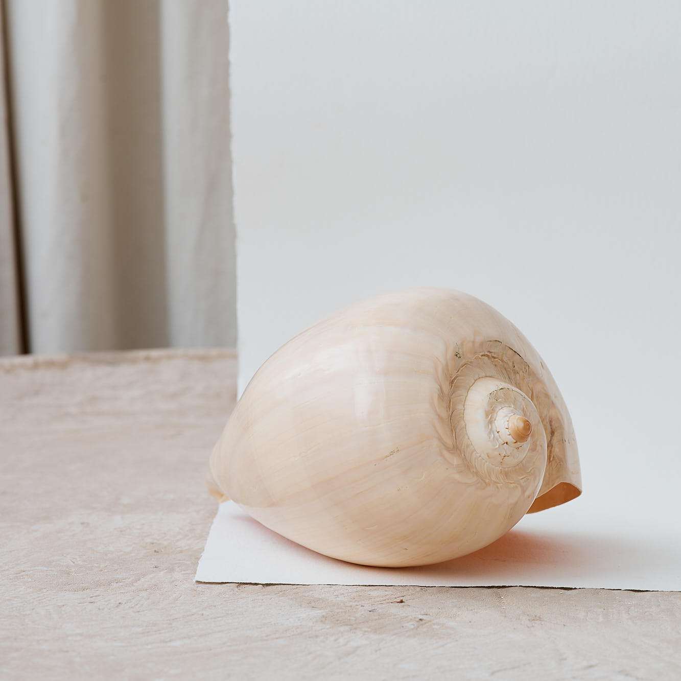 Large Polished Shells **HIRE ONLY***