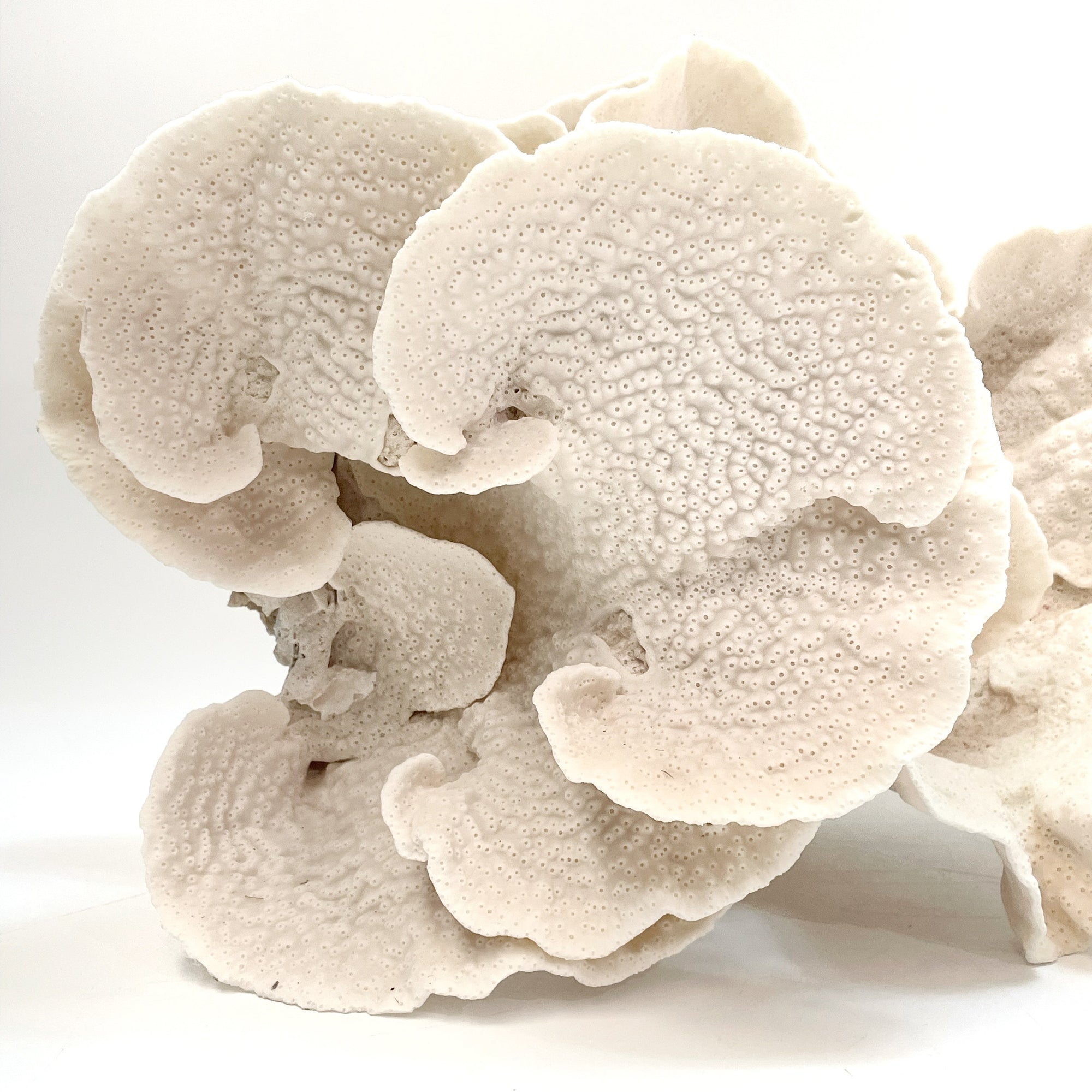 Turban Vase Coral Oversize #18 A