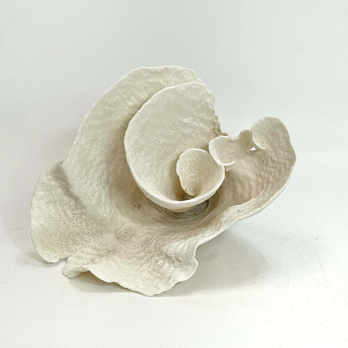 Turban Vase Coral Specimen A