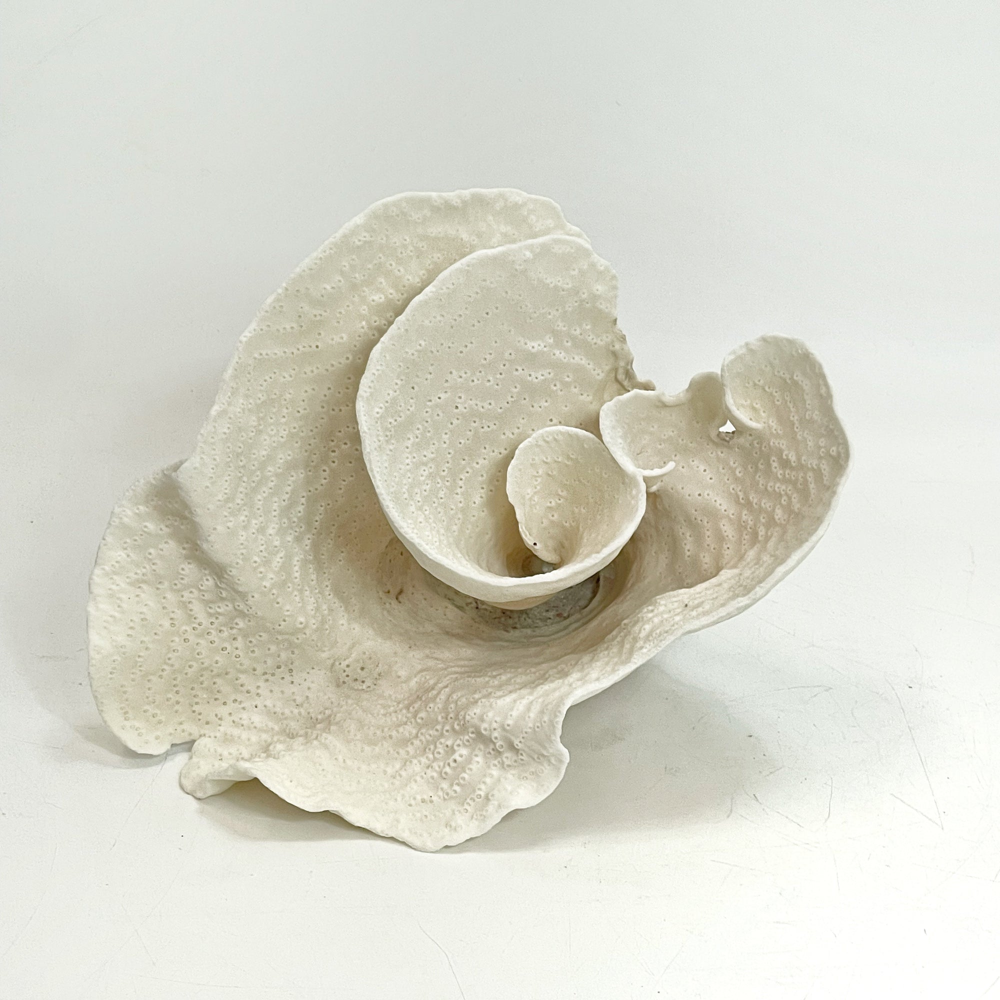 Turban Vase Coral Specimen A
