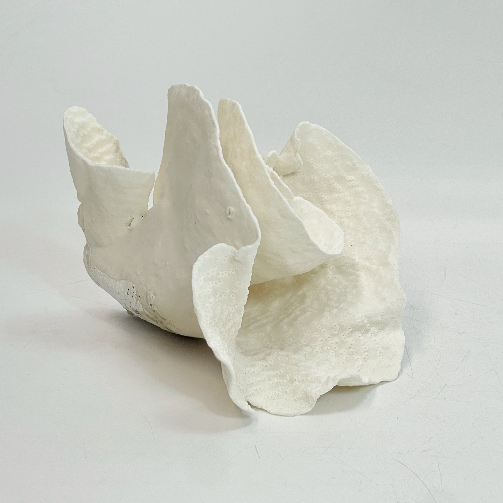 Turban Vase Coral Specimen A