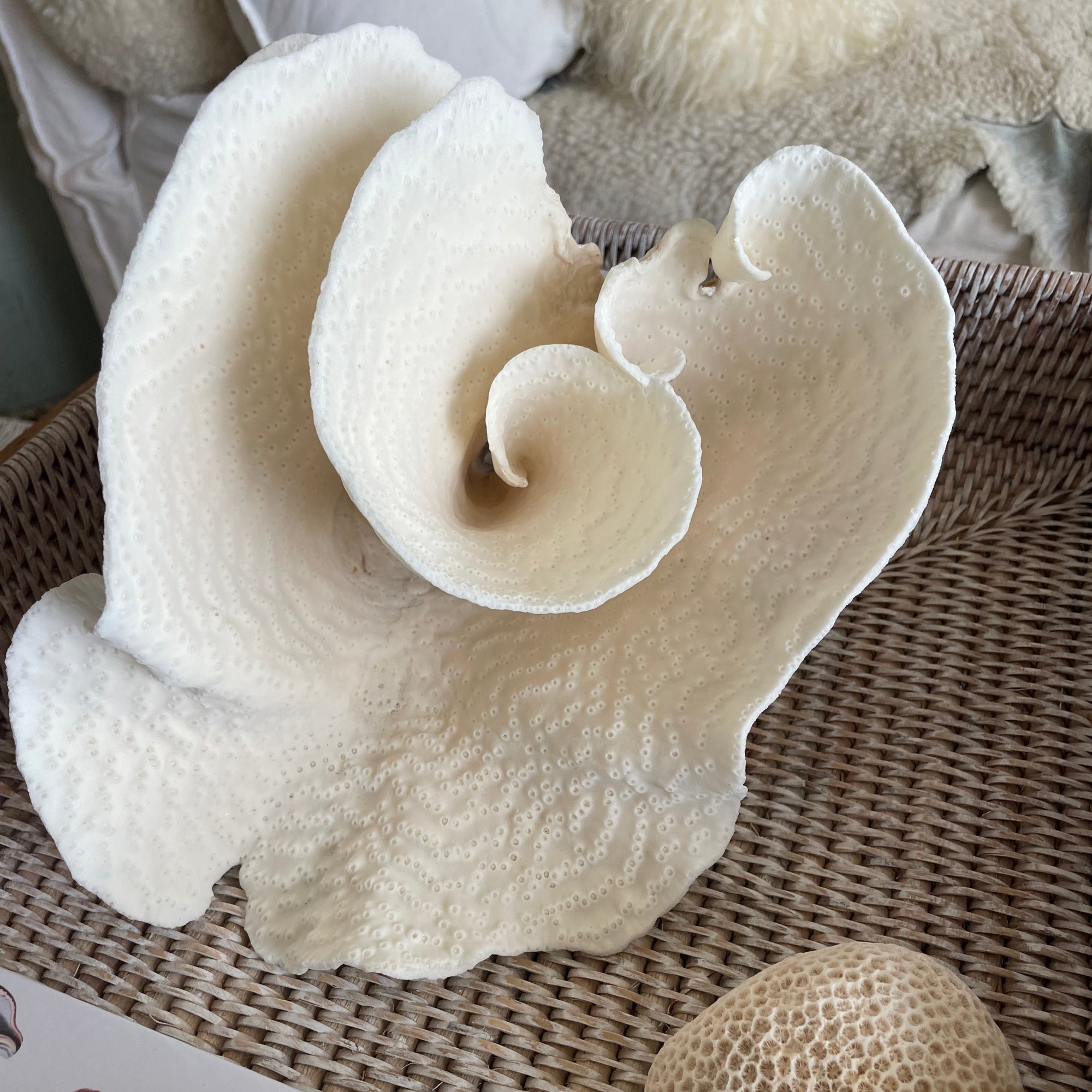 Turban Vase Coral Specimen A