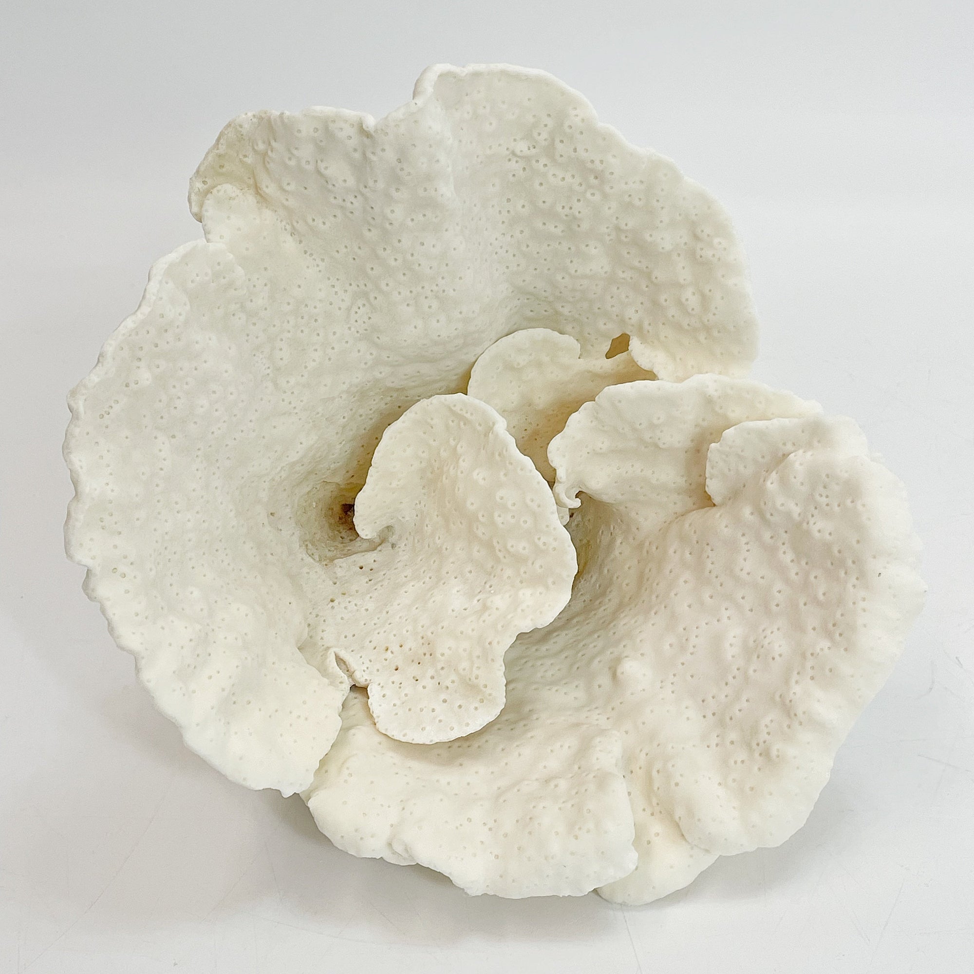 Turban Vase Coral Specimen D