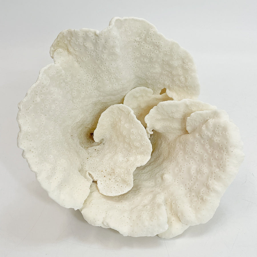 Turban Vase Coral Specimen D