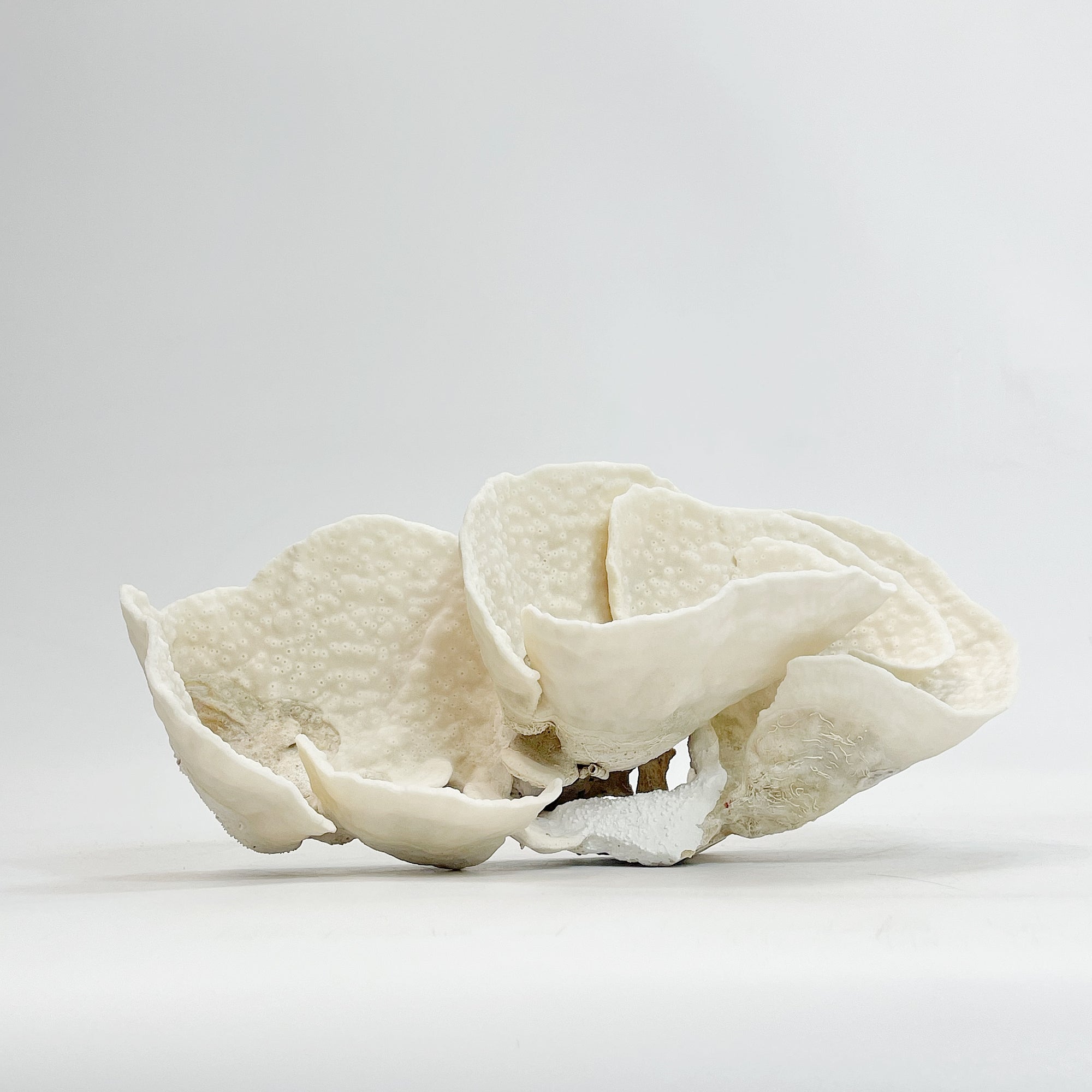 Turban Vase Coral Specimen G