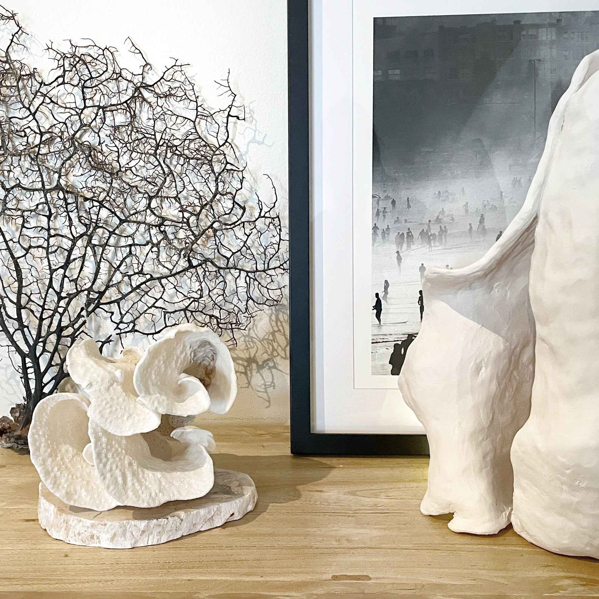 Turban_Vase_Coral_Specimen_J