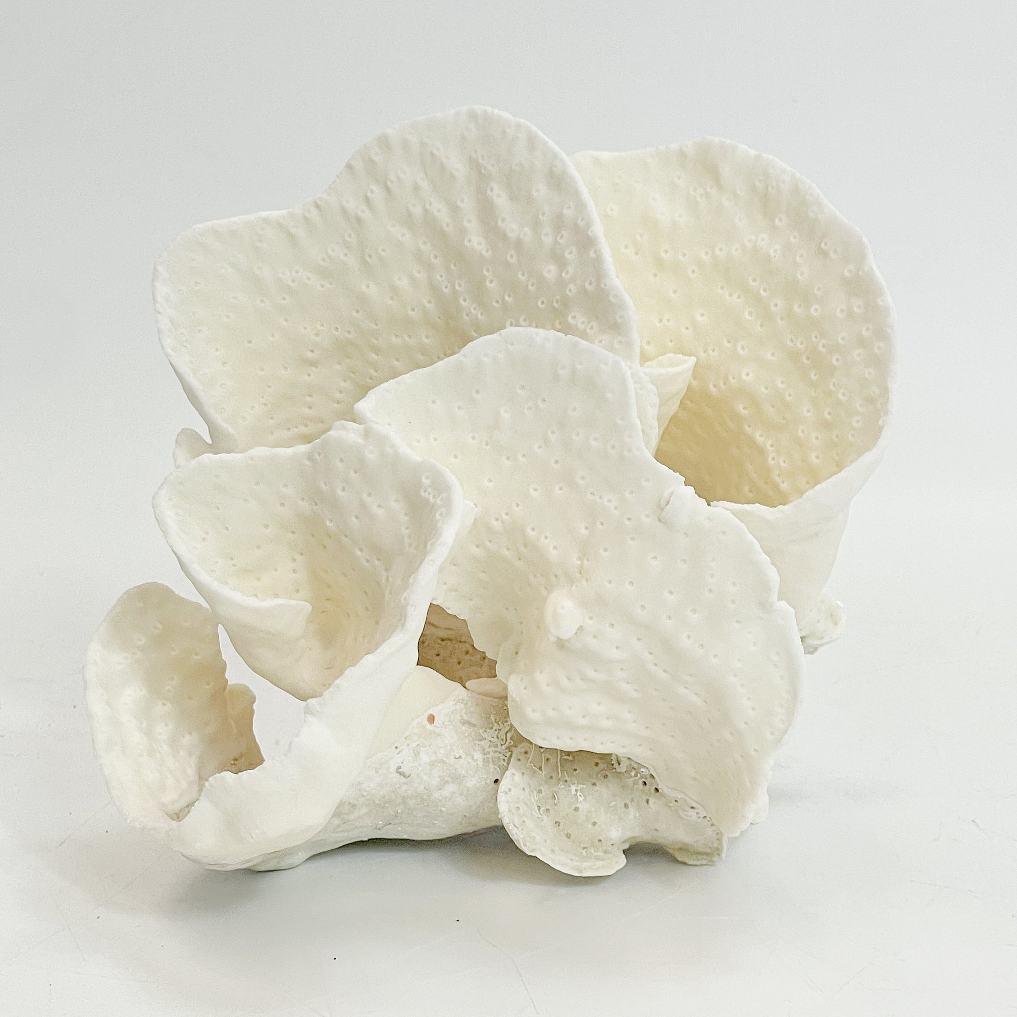 Turban Vase Coral Specimen J