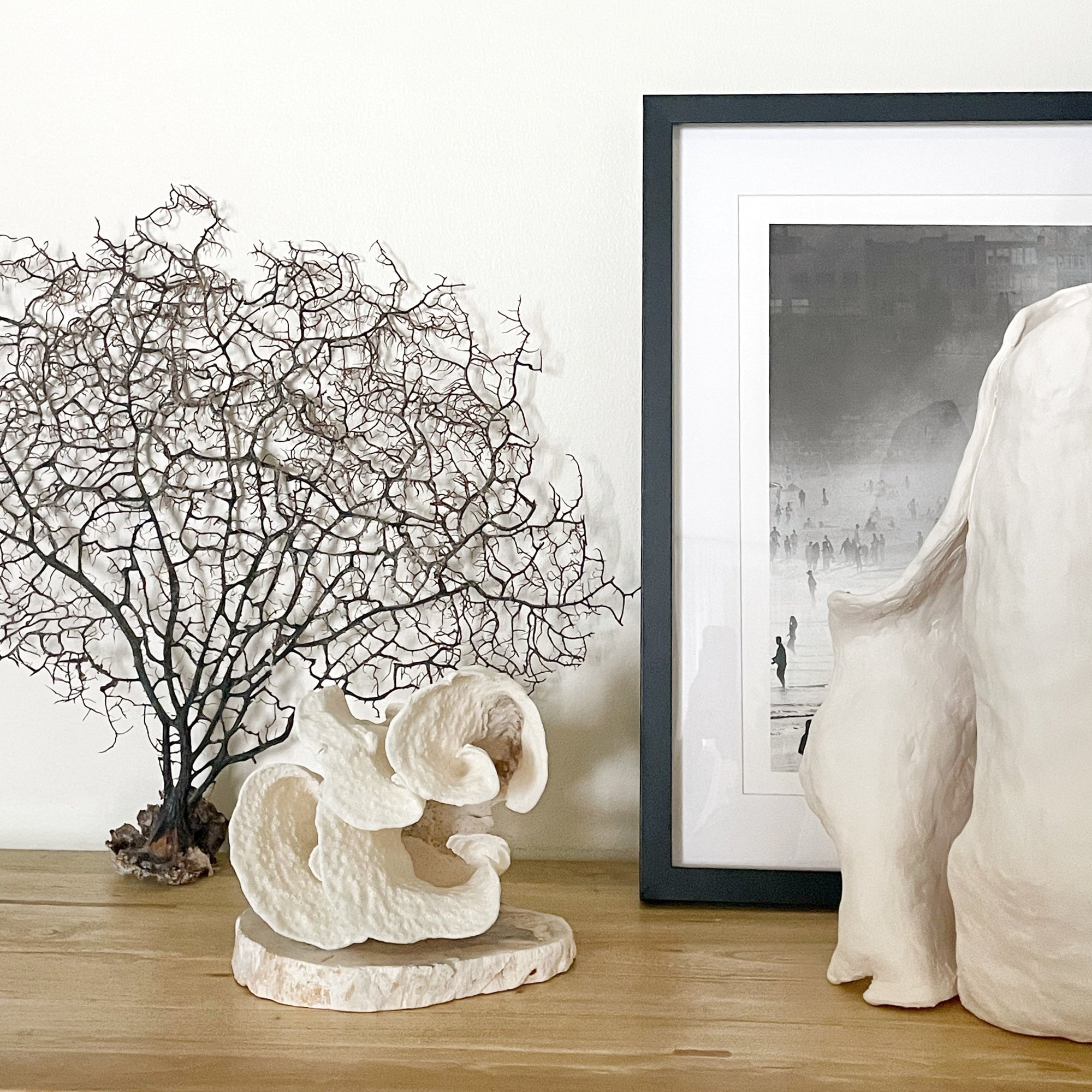 Turban_Vase_Coral_Specimen_J