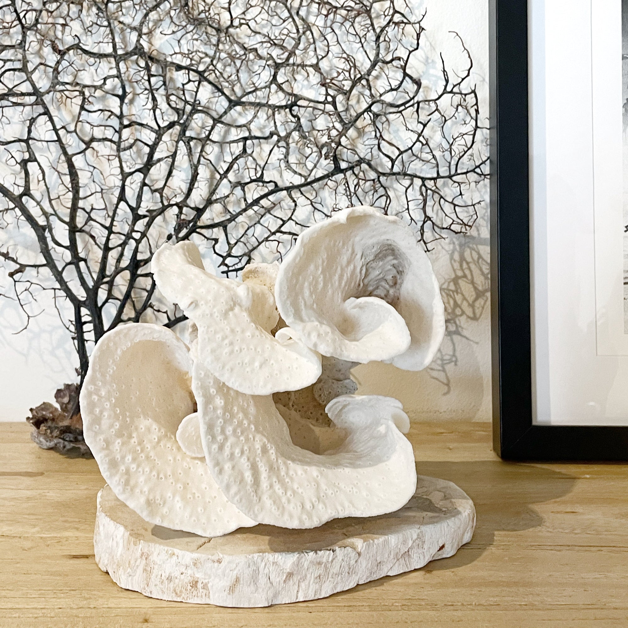 Turban_Vase_Coral_Specimen_J