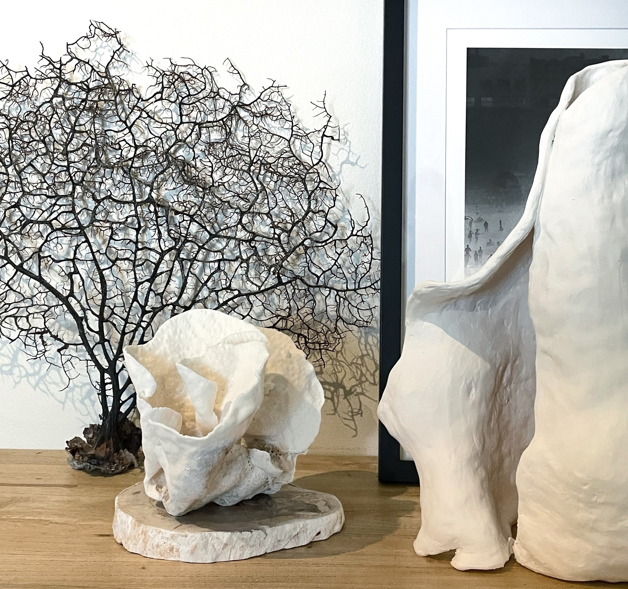 Turban_Vase_Coral_Specimen_J