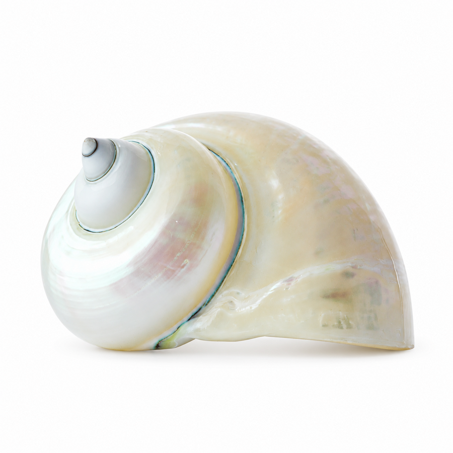 Real Polished Imperial Pearl Shell